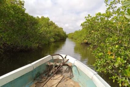 Journée internationale pour la conservation de l’écosystème de la mangrove.26 Juilet 2022 Elaboration de la stratégie nationale de restauration et de conservation des écosystèmes de mangroves au Sénégal, du 26 au 27 Juillet 2022 à Toubacouta (Région de Fatick)