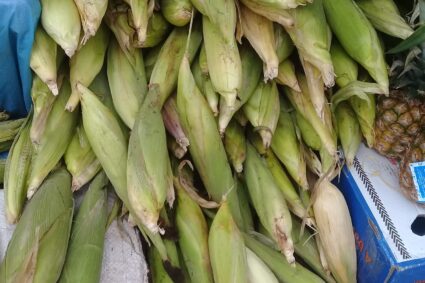 Hivernage 2022 : les premières récoltes de Maïs et d’Arachides dans la région de Kolda