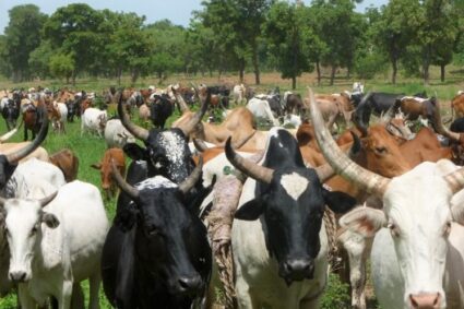 Programme d’Appui à la Commercialisation du Bétail en Afrique de l’Ouest (PACBAO) phase II « Trouver des solutions durables aux préoccupations des acteurs du sous-secteur de l’élevage, notamment des chaines de valeur bétail/viande pour la phase 2 «