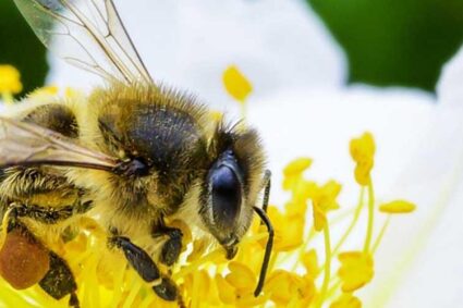 La Journée Mondiale de l’Abeille (JMA)  le 20 Mai. : L’Union Nationale des Apiculteurs du Sénégal  l’UNAS  célèbre  la JMA  sous le thème « La situation de l’apiculture : enjeux et perspectives » ce 20 Mai à Mbour