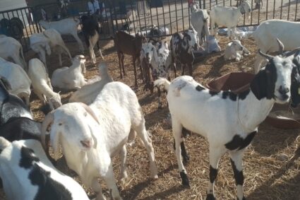FIARA 2024 : Des Moutons de race, des Chèvres de race  et des Bœufs Azawak à bon prix chez Massamba Diéye  dit Masse, Éleveur Opérateur de Marché du Bétail , à la Foire Internationale de l’Agriculture et des Ressources Animales (FIARA)