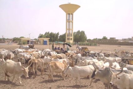 Elevage : Vingt et Une (21) mesures phares prises par le Gouvernement du Sénégal à l’issue du Conseil Des Ministres du Mercredi 22 Mai 2024 pour le développement du secteur de l’élevage et des productions animales dans la  quête de Souveraineté Alimentaire.