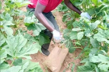 FIARA 2024 Son Excellence le Président de la République Bassirou  Diomaye  Diakher Faye,  annoncé ce Samedi  à la FIARA au CICES : «  pour un Nouveau Modèle d’Intervention du Ministère en charge de l’Agriculture »