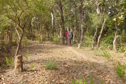 L’Association d’Appui aux Initiative de Paix et de Développement  (ASAPID) en Casamance : la préservations de la forêt notre  première source d’économie