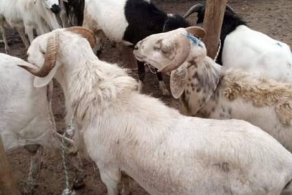 Lutte contre le vol de bétail : la FAO lance une stratégie et une Coalition sous-régionale à Dakar ce 9 février 2026