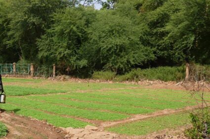 La remarquable contribution d’Almut Hahn au développement de l’agroécologie au Sénégal, une Contribution de Mme Irina Vekcha, Professeure spécialiste en génétique et sélection végétale à l’École nationale supérieure d’agriculture (ENSA) de Thiès.
