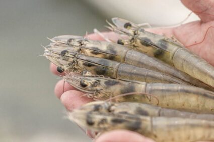 L’initiative internationale Sustainable Shrimp Partnership (SSP), , accueille trois nouveaux membres issus des secteurs financier, technologique et scientifique : Banco Guayaquil, Kampi et Kemin AquaScience pour renforcer l’innovation, la performance environnementale et la compétitivité de la filière.Aquaculture de crevettes .