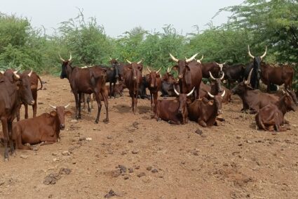 Les terres de parcours se dégradent plus vite que les forêts tropicales, alertent de nouvelles données mondiales.