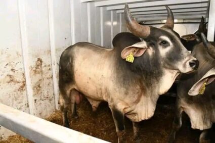 Élevage : Le Burkina Faso va importer 710 vaches gestantes en provenance du Brésil , dans le cadre d’une stratégie globale visant à moderniser les filières lait et bétail-viande au Burkîna Faso.