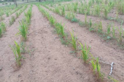 Agriculture Régénérative : un projet pilote en Casamance pour une prospérité durable et une résilience climatique.
