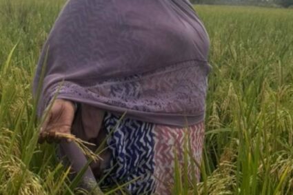 Kaolack : de nouvelles variétés de riz adaptées aux changements climatiques mises au point par l’Institut Sénégalais de Recherches Agricoles (ISRA) et du Programme Agricole Italie–Sénégal (PAIS).