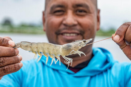 Équateur : SustainED lance son programme 2026 dédié aux défis sanitaires de l’élevage de crevettes.