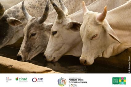 Conseil des ministres du Mercredi 4 Mars 2026 -Extrait Agricole et pastorale du Communiqué : le Président Diomaye Faye place l’élevage et la souveraineté alimentaire au cœur des priorités nationales.