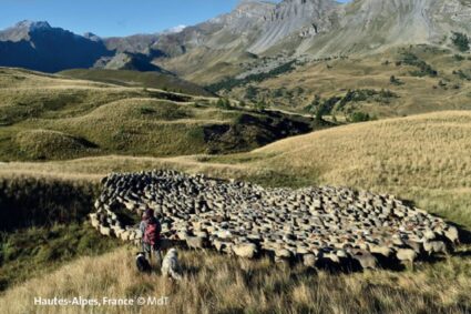 Marseille accueille un colloque international sur la transhumance, patrimoine de l’humanité.