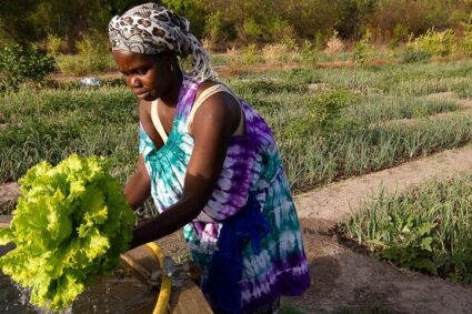 PASS : 150 milliards de FCFA pour la souveraineté alimentaire, mais quel impact sans les exploitations agricoles familiales au cœur du dispositif ?
