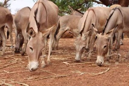 Burkina Faso : un nouveau décret pour lutter contre le trafic des asins, camélins et équins.