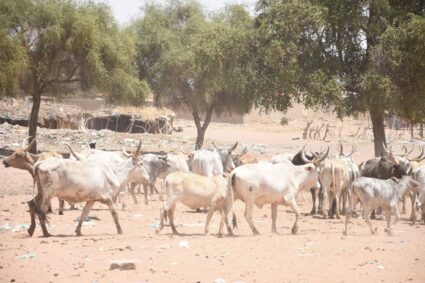 L&rsquo;Europe défend enfin son élevage : une opportunité pour l&rsquo;Afrique, et surtout pour le Sénégal, d&rsquo;accélérer sa transformation.
