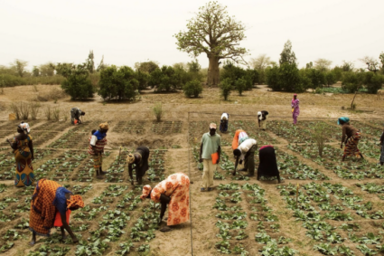 PASS : 150 milliards de FCFA pour la souveraineté alimentaire, mais quel impact sans les exploitations agricoles familiales au cœur du dispositif ?
