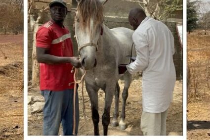 Journée mondiale du Cheval 11Juillet : Brooke West Africa réaffirme son engagement en faveur du bien-être des équidés.