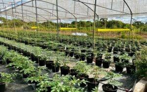 La Banque mondiale accorde 140 millions de dollars supplémentaires pour renforcer la connectivité des zones agricoles du Sénégal.