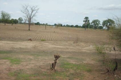 Vingt ans de Révolution verte en Afrique : l’AFSA dénonce un bilan controversé et plaide pour l’agroécologie.