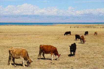 COP17 Ulaanbaatar 2026: Official Launch of the “Rangelands Rising” Report Calls for a New Perspective on Rangelands and Investment in Their Future.