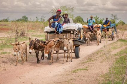 Retour de la Transhumance:Après de longs mois ,Labgar à Linguére acceuille ses bergers  huit mois apres .