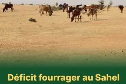 Sahel et Afrique de l’Ouest : le CILSS tire la sonnette d’alarme face au déficit fourrager et appelle à une réponse anticipée.