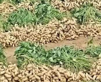 Sénégal : des pluies possibles du 19 au 22 octobre, les agriculteurs appelés à protéger leurs récoltes.