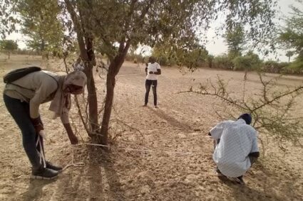 Grande Muraille Verte africaine : la régénération naturelle assistée au cœur d’une stratégie de reverdissement à grande échelle.